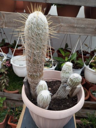 Cactus Amarillo