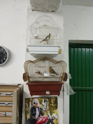 Jaulas para pájaros