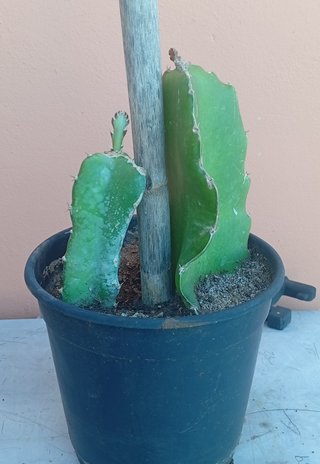 Plantas de Pitaya Undatus y Purpusii