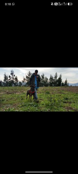 THE-DOG Adiestrador Canino