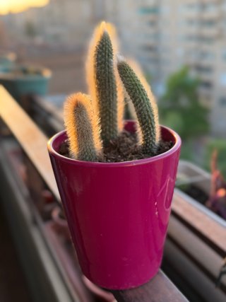 Cactus “cola de mono” en maceta ceramica