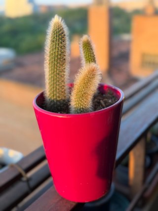 Cactus “cola de mono” en maceta ceramica
