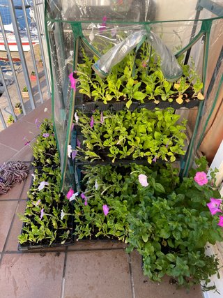 Plantas de Petunia en Maceta