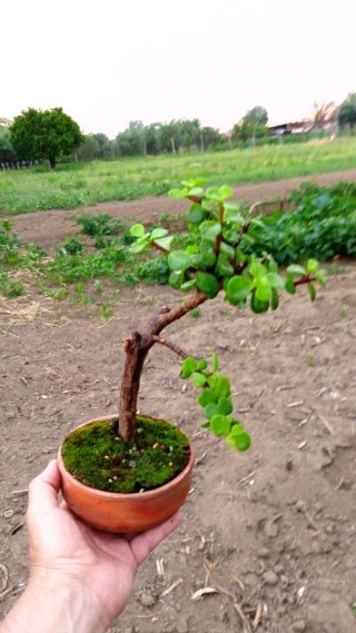 Bonsai Portulacaria Afra