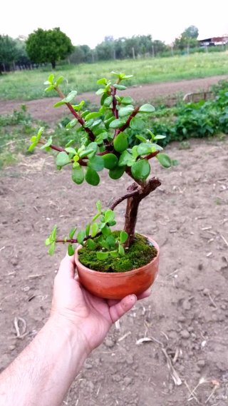 Bonsai Portulacaria Afra
