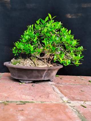 bonsai acebuche