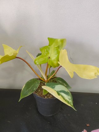 Philodendron Florida Ghost Planta