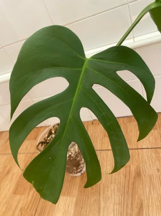 Esqueje Monstera Deliciosa Brazilian Form (Elena)