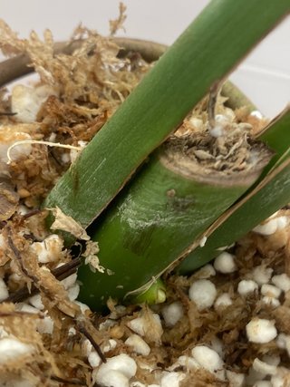 Esqueje Monstera Deliciosa Brazilian Form (Elena)