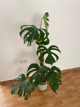 Esqueje Monstera Deliciosa Brazilian Form (Elena)