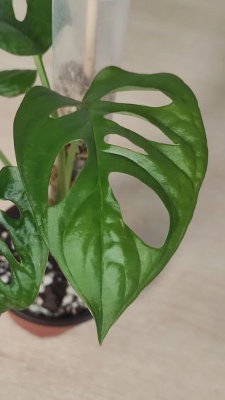 Planta Monstera Adansonii