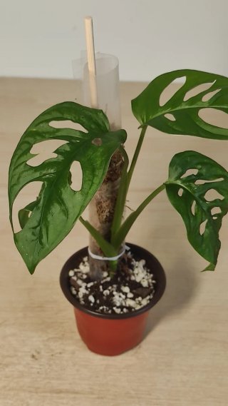 Planta Monstera Adansonii