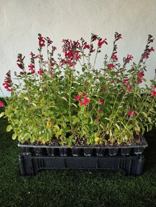 Salvia Microphylla - Plantas Jóvenes