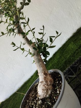 Pre bonsai olivo