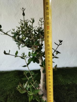 Pre bonsai olivo