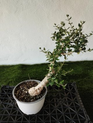 Pre bonsai olivo