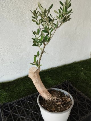 Pre bonsai olivo