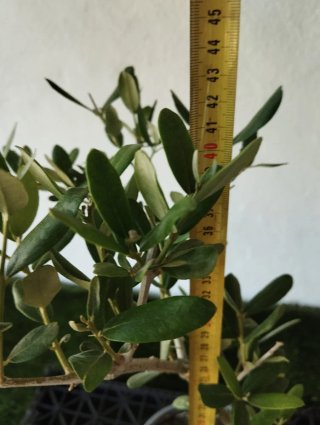Pre bonsai olivo