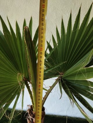 Palmera Washingtonia en maceta