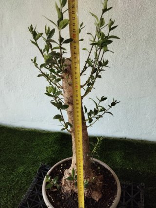 Olivo en maceta