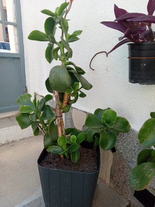 Planta Crassula Ovata 1.10m