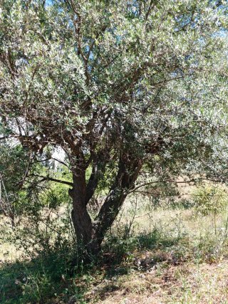 Olivos