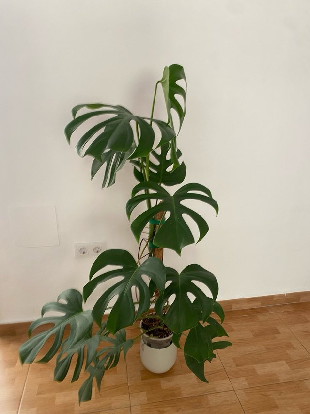 verrucosum philodendron Philodendron verrucosum