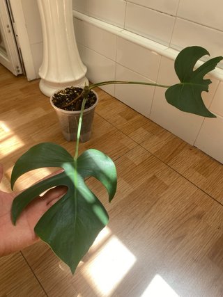 Esqueje Monstera d. Brazilian Form n3 (2 nudos)