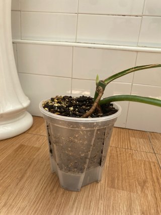 Esqueje Monstera d. Brazilian Form n3 (2 nudos)
