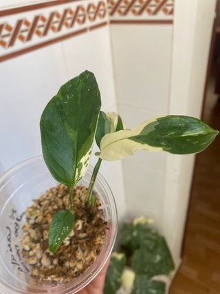 Monstera Laniata Narrow Form Albo 3 (2 p.crecim)