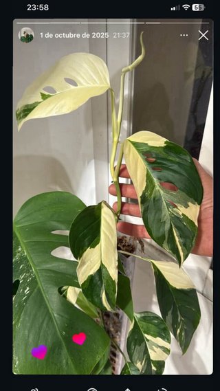 Monstera Laniata Narrow Form Albo 2