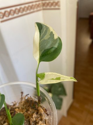 Monstera Laniata Narrow Form Albo 2