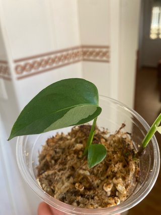 Monstera Laniata Narrow Form Albo 2