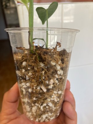 Monstera Laniata Narrow Form Albo 2