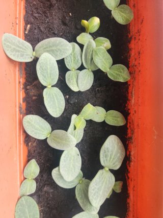 Plantas de calabaza pequeñas