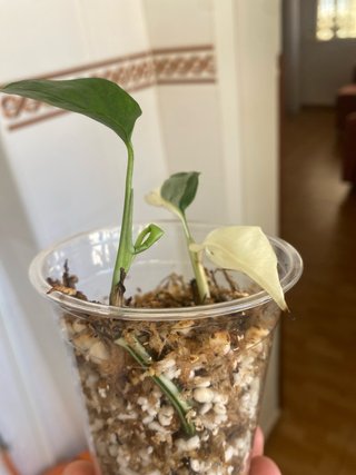 Monstera Laniata Narrow Form Albo 4