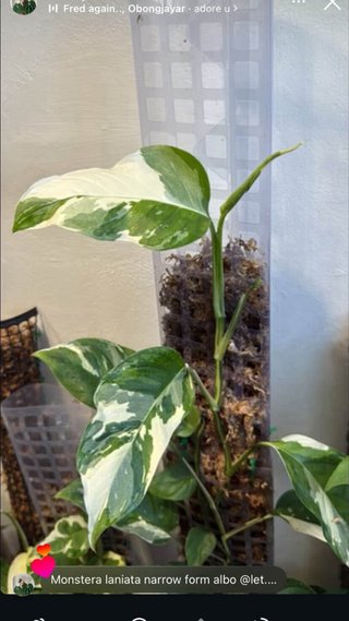 Monstera Laniata Narrow Form Albo 4