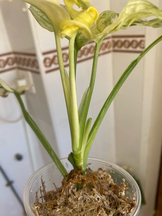 Monstera adansonii Variegata (Archipielago) 3