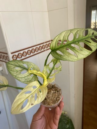 Monstera adansonii Variegata (Archipielago) 3