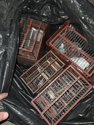 Jaulas para jilgueros