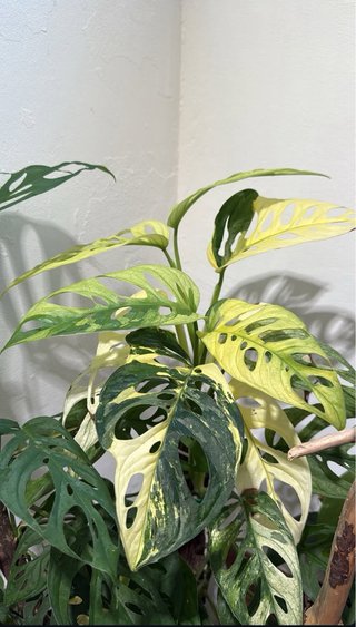 Monstera adansonii 'Archipielago' Variegata 5