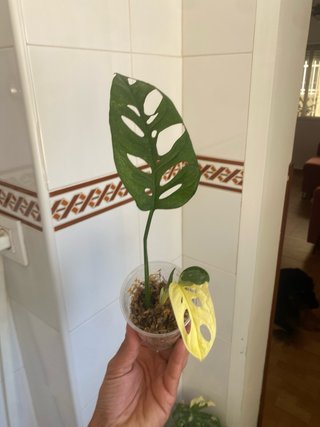 Monstera adansonii 'Archipielago' Variegata 5