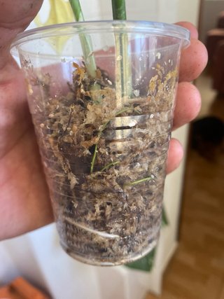 Monstera adansonii 'Archipielago' Variegata 5