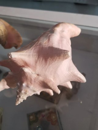 3 Caracolas Grandes Decorativas