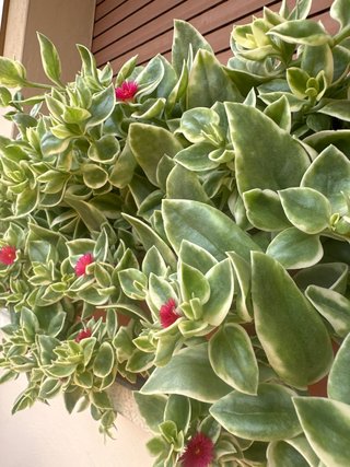 Pianta Aptenia Variegata con fiori fucsia