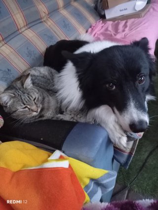 Cuidado de perr@s en casa con terreno privado