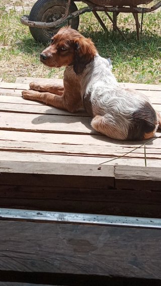 Cuidado de perr@s en casa con terreno privado