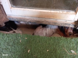 Cuidado de perr@s en casa con terreno privado