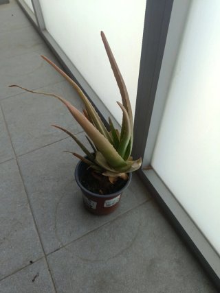 Planta Aloe Vera en Maceta