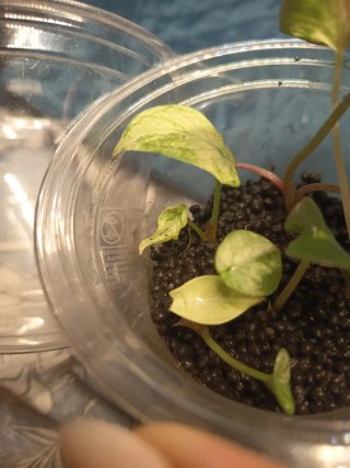 Alocasia Ninja Tricolor